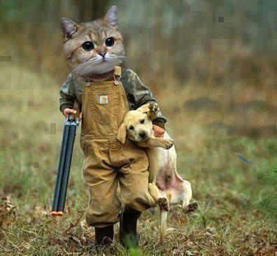 cat hunter